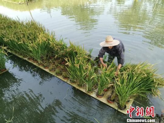 优质水稻睡浮床农民下河种出新花样