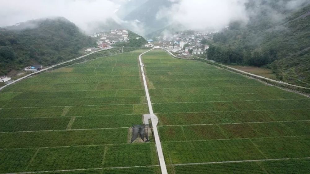 甘洛县黑马乡大马士革玫瑰种植与深加工基地里套种的辣椒丰收了.