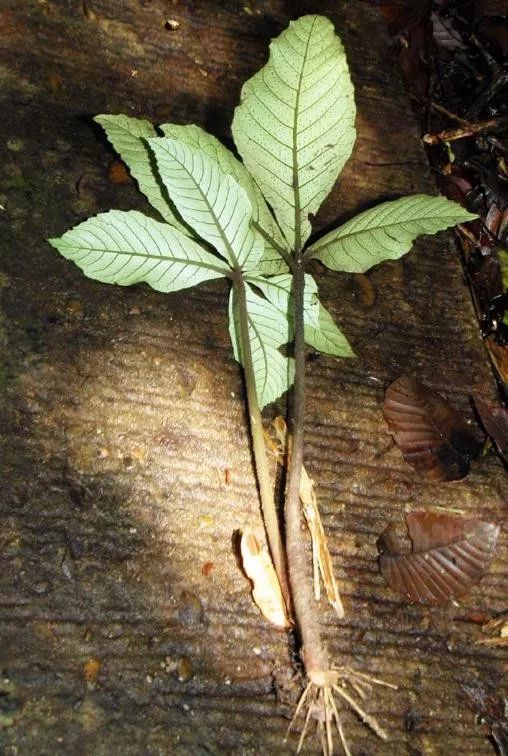 国家Ⅱ级保护濒危珍稀蕨类植物:天星蕨