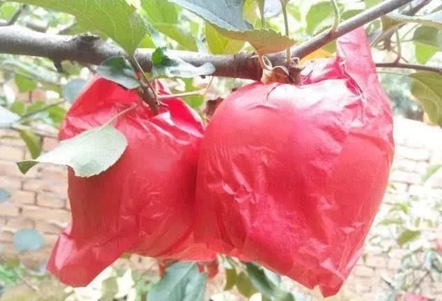 红富士苹果套袋,这样使苹果在正常的生长过程中,通过人为套袋的方式