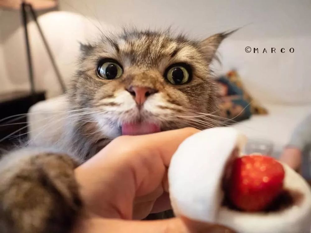 猫奴养了6只贪吃猫,一看见食物,表情就变超浮夸,笑翻了!