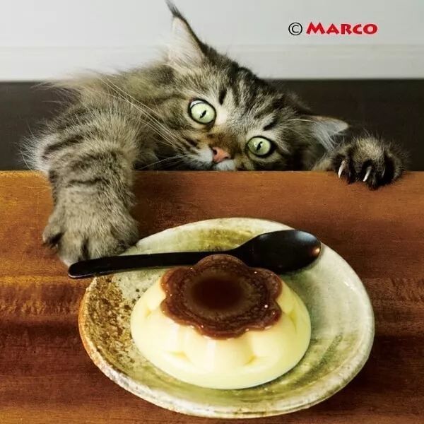 猫奴养了6只贪吃猫,一看见食物,表情就变超浮夸,笑翻了!