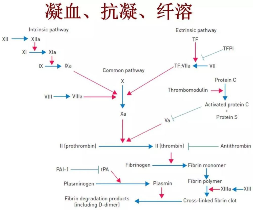 马壮教授面对vte魏尔啸三角溶栓手术介入均非基本治疗唯有抗凝才能稳