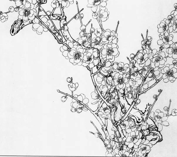 工笔白描画谱——梅花