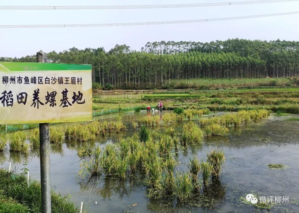 柳州市鱼峰区白沙镇王眉村稻田养螺基地,螺蛳在田间生长.