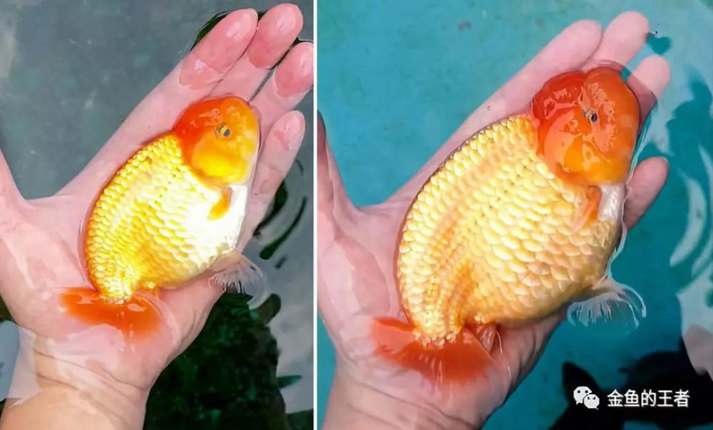 20组金鱼成长前后对比图,变化太惊艳了!