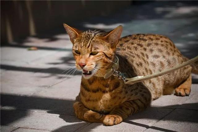 狸花猫被否认是品种猫,地位不敌宠物猫,只因国人的忽视