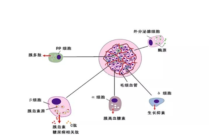 高血糖人口_高血糖皮肤病图片(2)