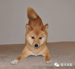 柴犬必须要了解的身体语言.
