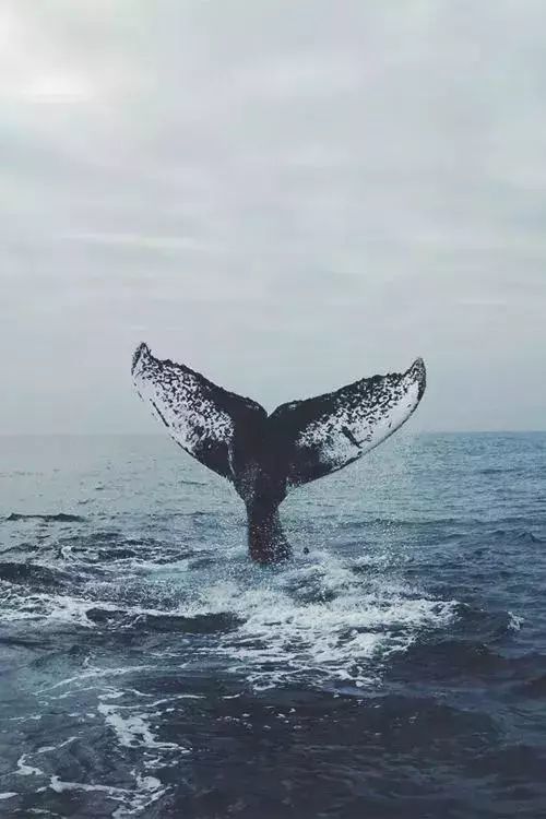 世界上最孤独的鲸鱼,希望人类重视环保,保护鲸鱼