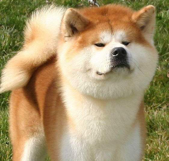 原来柴犬和秋田犬是不一样哒!