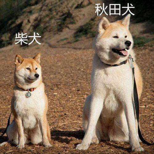 原来柴犬和秋田犬是不一样哒!