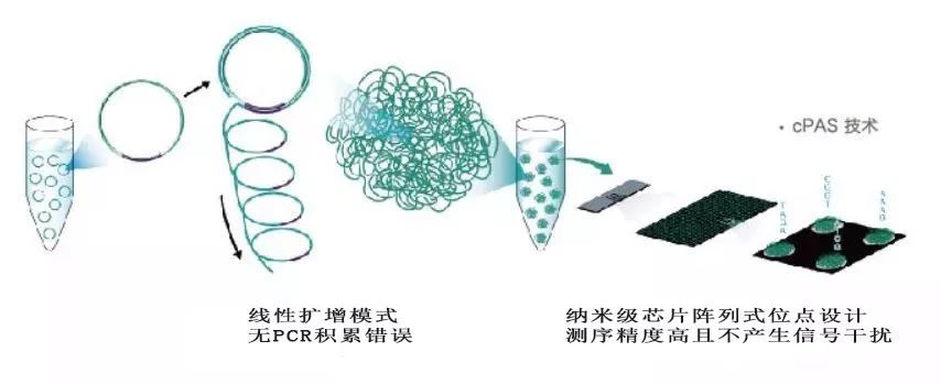 干货:什么是高通量测序?