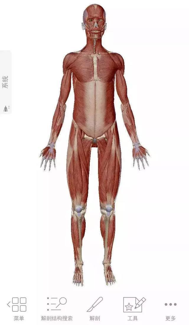 肌肉名称:肱三头肌 肌肉类型:骨骼肌 肌肉位置:上臂后侧 肌肉起点:盂