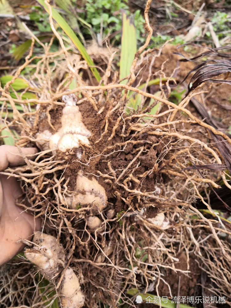 采挖回来的白芨块茎,单个直接剪去茎秆,然后用水浸泡1小时,去除泥土