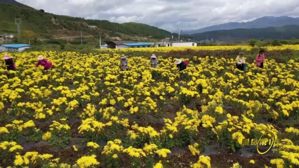 2015年3月,当地村民和玉成联合114户农民成立了兰坪县萱萱种植专业