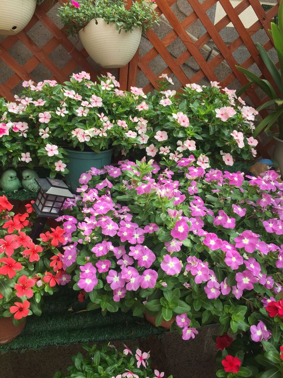 5点养护长春花的小知识: 1.栽种土壤花盆