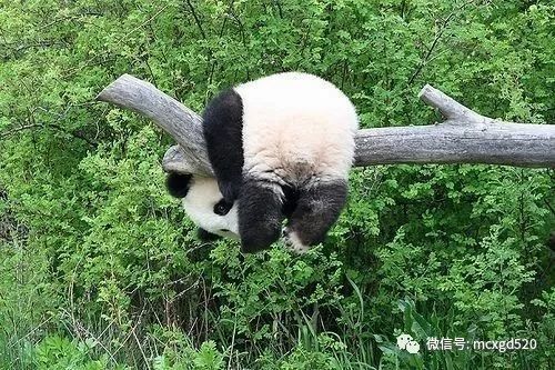 熊猫爆笑表情包,熊猫最喜欢的不是竹子,是睡觉呀