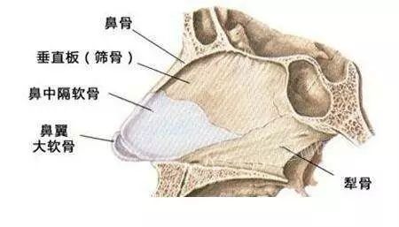 而鼻中隔就是将鼻腔分为左右两个部分的组织,主要由筛骨垂直板,犁骨