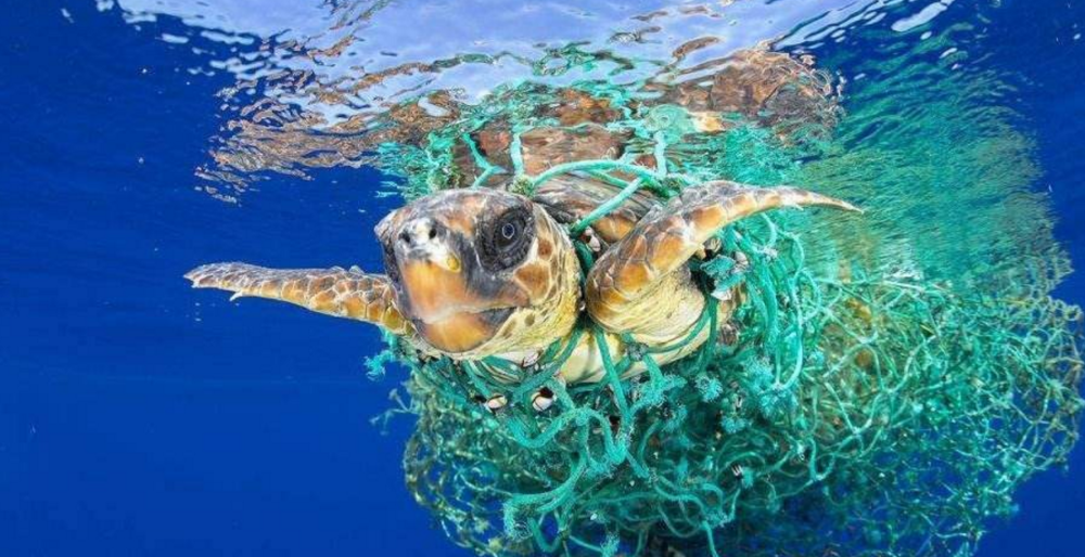 这种海洋生物以垃圾为食,未来或能帮助人类净化海洋系统