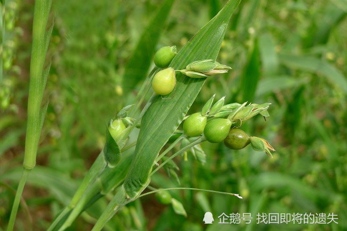 薏苡 薏苡有很多别名,地区不同叫法各异,东北一般称其"药玉米"水