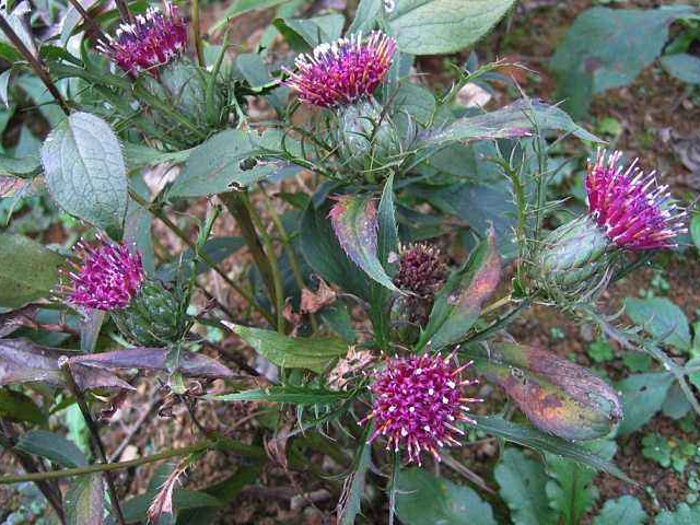 它是胃病最怕的,常用4样中药泡水喝,或许助你消炎杀菌