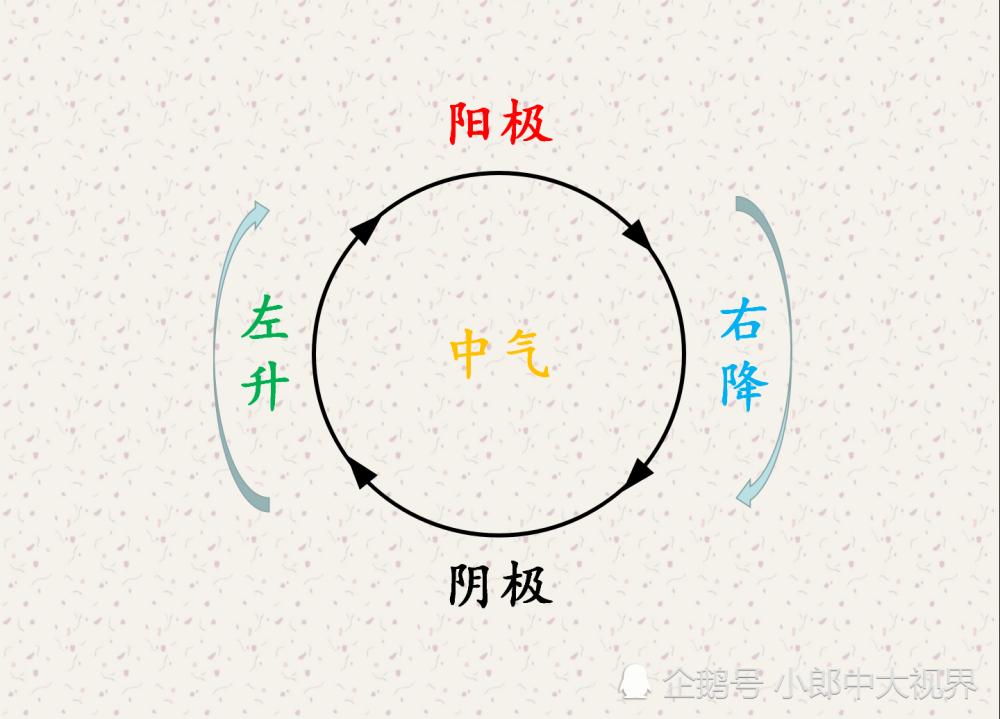 中医奇书四圣心源解读用阴阳五行的运动推演人体脏腑生成