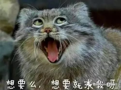 活成表情包的猫科动物,不是猫咪奥