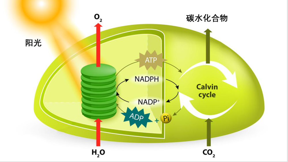 光合作用消耗二氧化碳