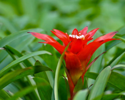 这个花吉利有好彩头,这样养护,花开鲜艳,好运来