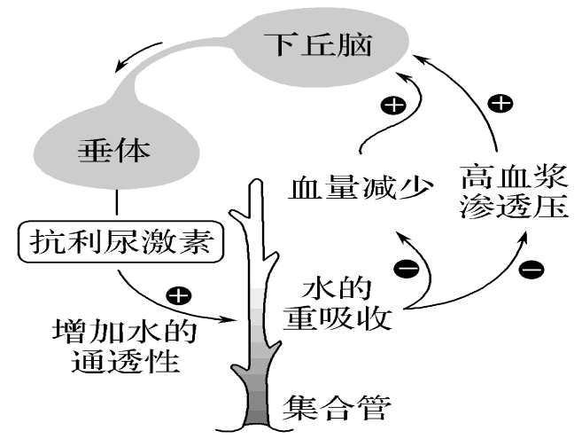 经下丘脑—垂体束到达神经垂体后叶后,释放出来