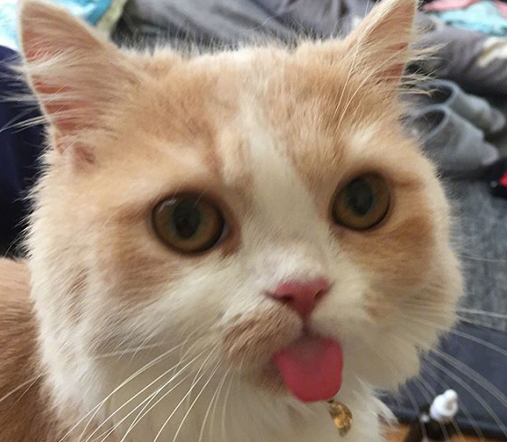 铲屎官晒一只爱吐舌的橘猫大眼睛时刻在撒娇喵我可爱吗