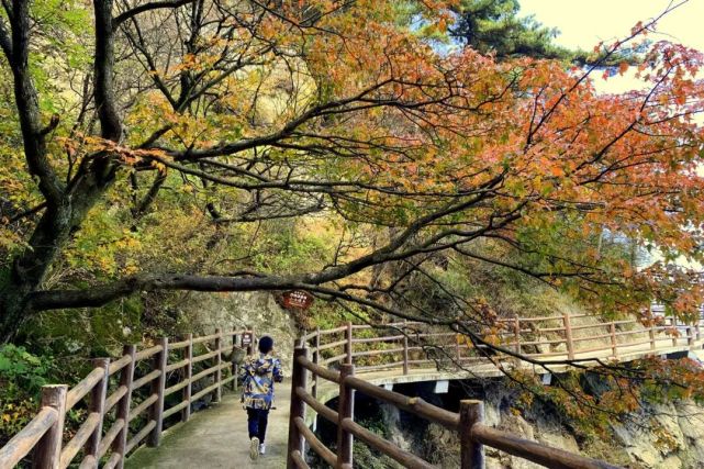 世界这么大，你带父母看过吗？老君山上这一幕感动着你我