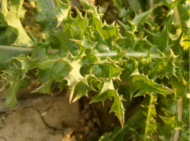 花叶滇苦菜因叶子有尖刺齿又得名刺菜