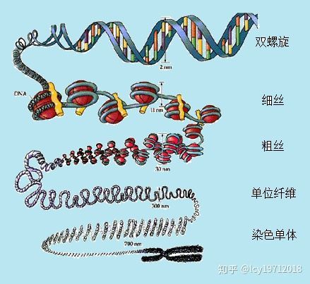 dna的超螺旋与染色体结构