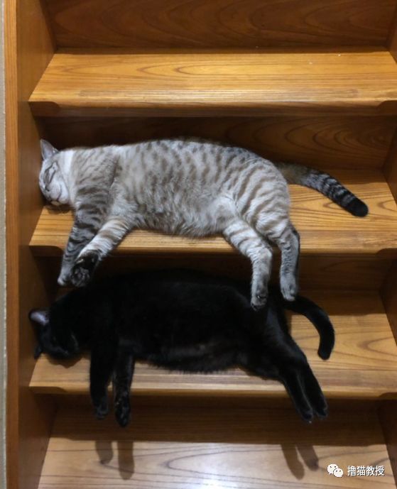 猫咪太多家里会是什么样子?每天上下楼梯都好难啊