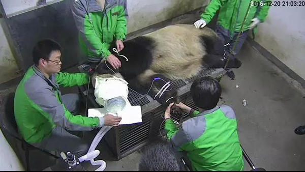 熊猫母子染病去世 网友质疑两只大熊猫如何染病身亡