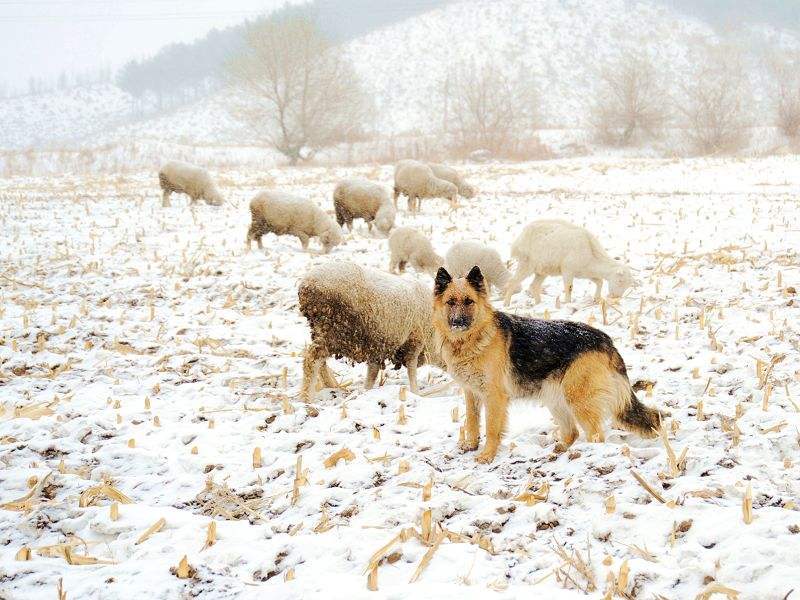 牧羊犬有什么特点?