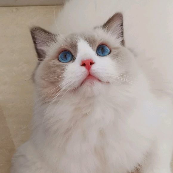 网友感觉买到假的布偶猫 随口一问 第一次大家都买的"