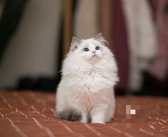 网友感觉买到假的布偶猫 随口一问 第一次大家都买的"