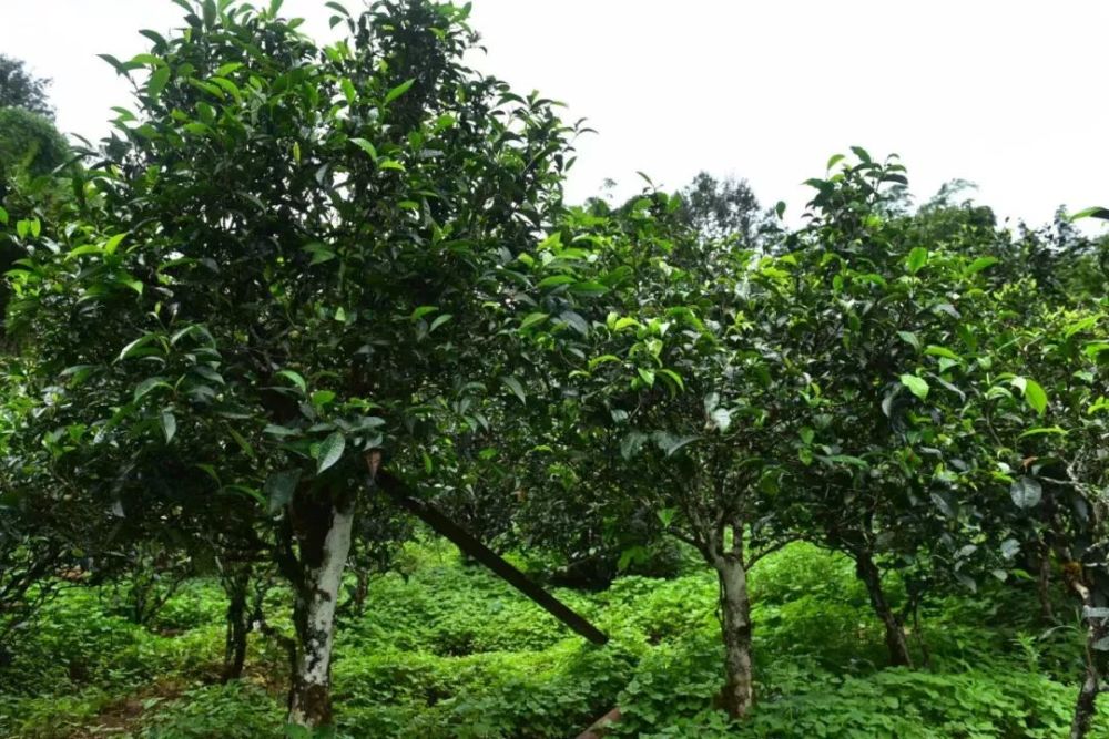 【刀哥说茶】景谷大白茶是白茶还是普洱茶?