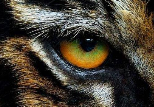 心理学:哪只眼睛不是老虎的眼睛?测是谁挡了你的财路,准的可怕