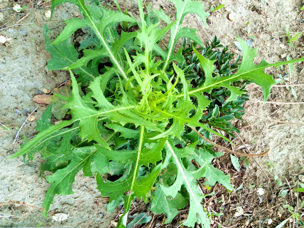 大蓟你见过吗?农村常见的野草也是一种种草药!了解一下吧