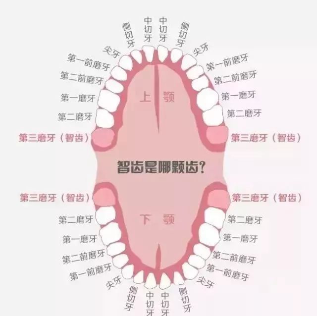 搜索引擎告诉我们:智齿也称智慧齿, 是人类的第三磨牙,随着遗传基因