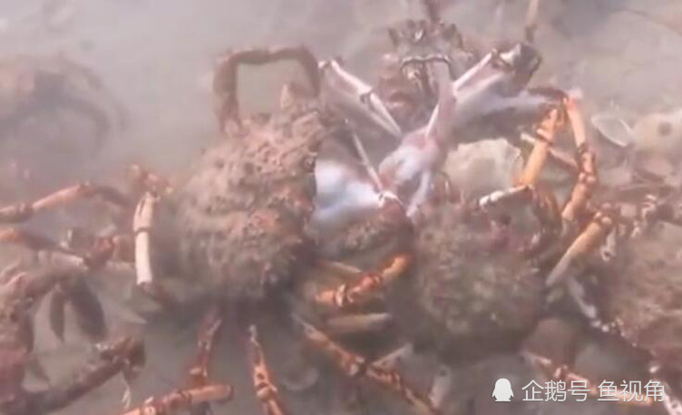 残忍!章鱼误入巨型蜘蛛蟹迁徙团,惨遭围攻分尸被吞下肚!