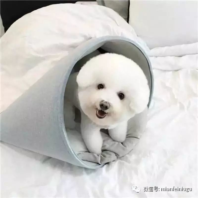 可爱汪高清头像壁纸