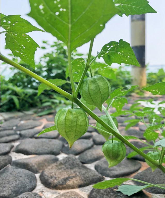 外形原因,姑娘果有时候又被叫做灯笼果.