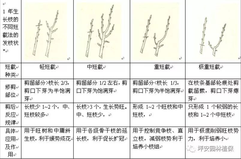 刺激剪口芽抽生强枝