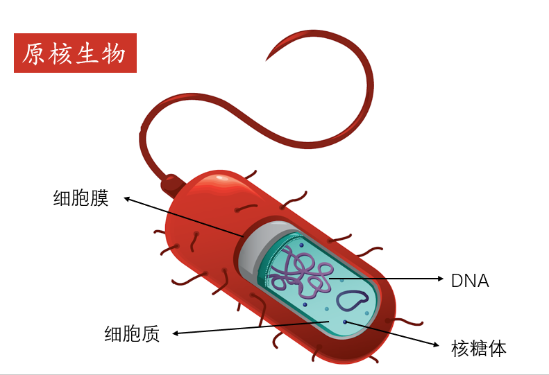 原核生物结构图