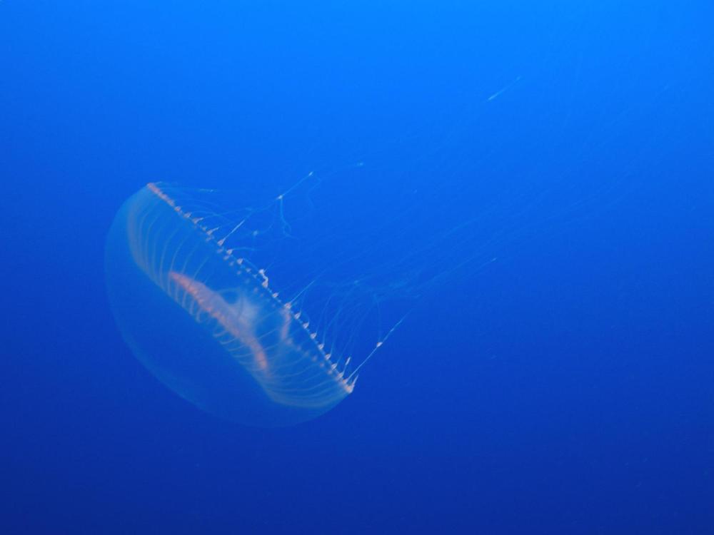 它有生物发光触须,可以让她照亮它的身体.